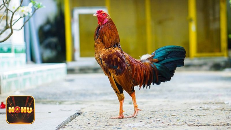 Đá Gà Cựa Sắt - Phân loại hạng cân chiến kê Đá Gà Cựa Sắt - Phân loại hạng cân chiến kê